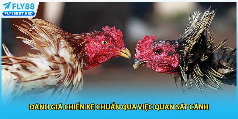 Đánh giá chiến kê chuẩn qua việc quan sát cánh